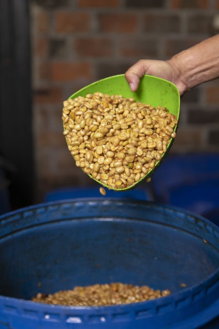 Selección y fermentación natural controlada del café CAF CAF