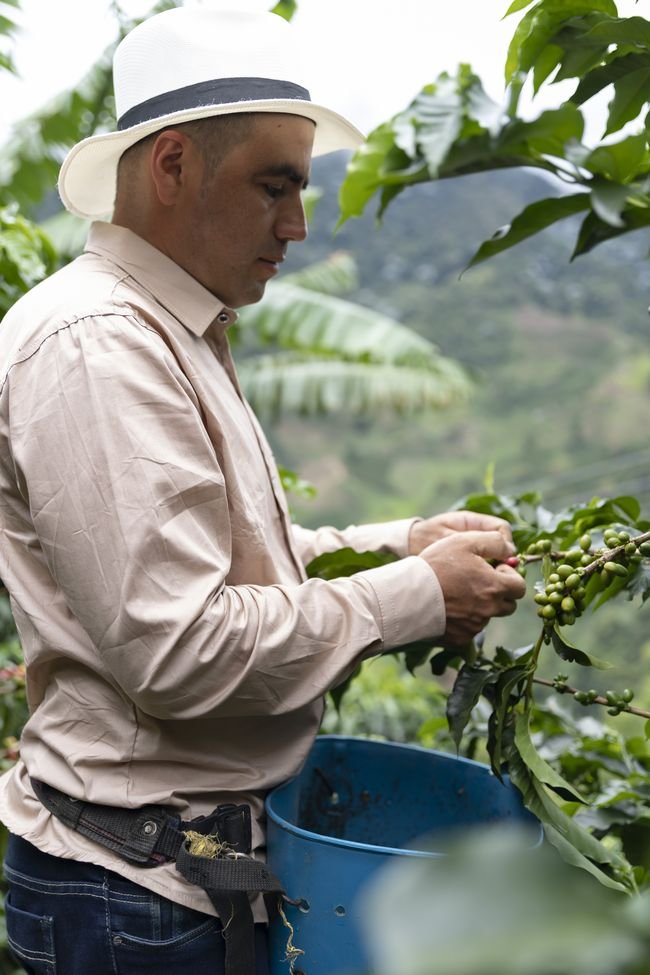 Caficultor recogiendo cerezas de café a mano